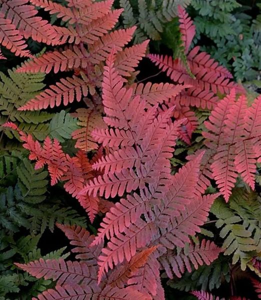 Dryopteris koidzumiana 